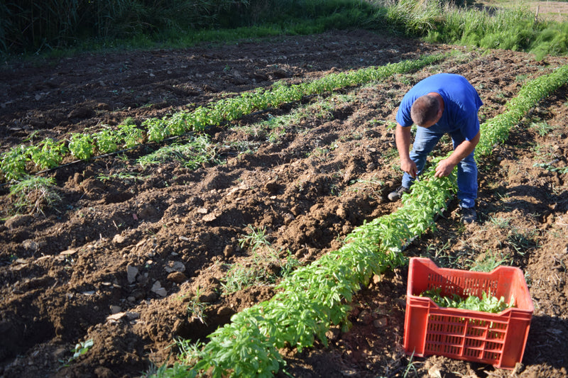 How our basil olive oil infusion is made