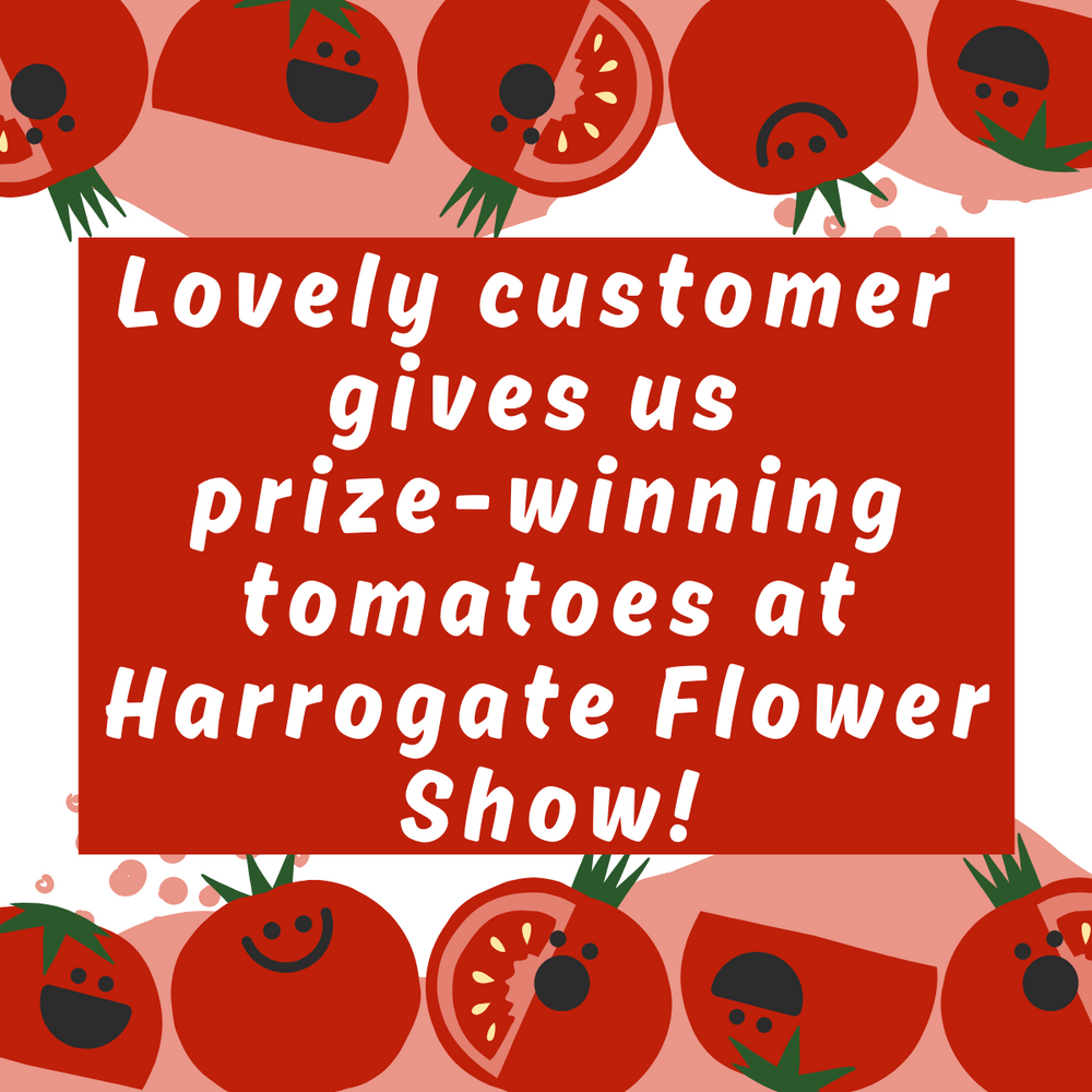 What to do with a bag of tomatoes!