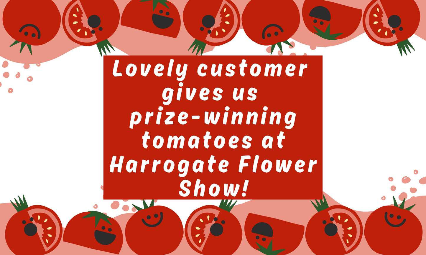 What to do with a bag of tomatoes!