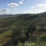 One of the olive groves on the Disisa Estate